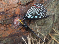 Hestina assimilis formosana