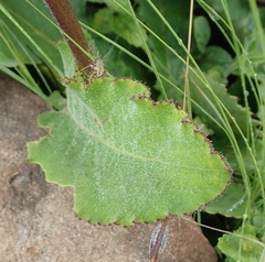 Berkheya speciosa
