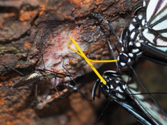 Hestina assimilis formosana