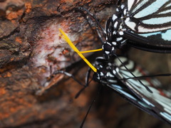 Hestina assimilis formosana