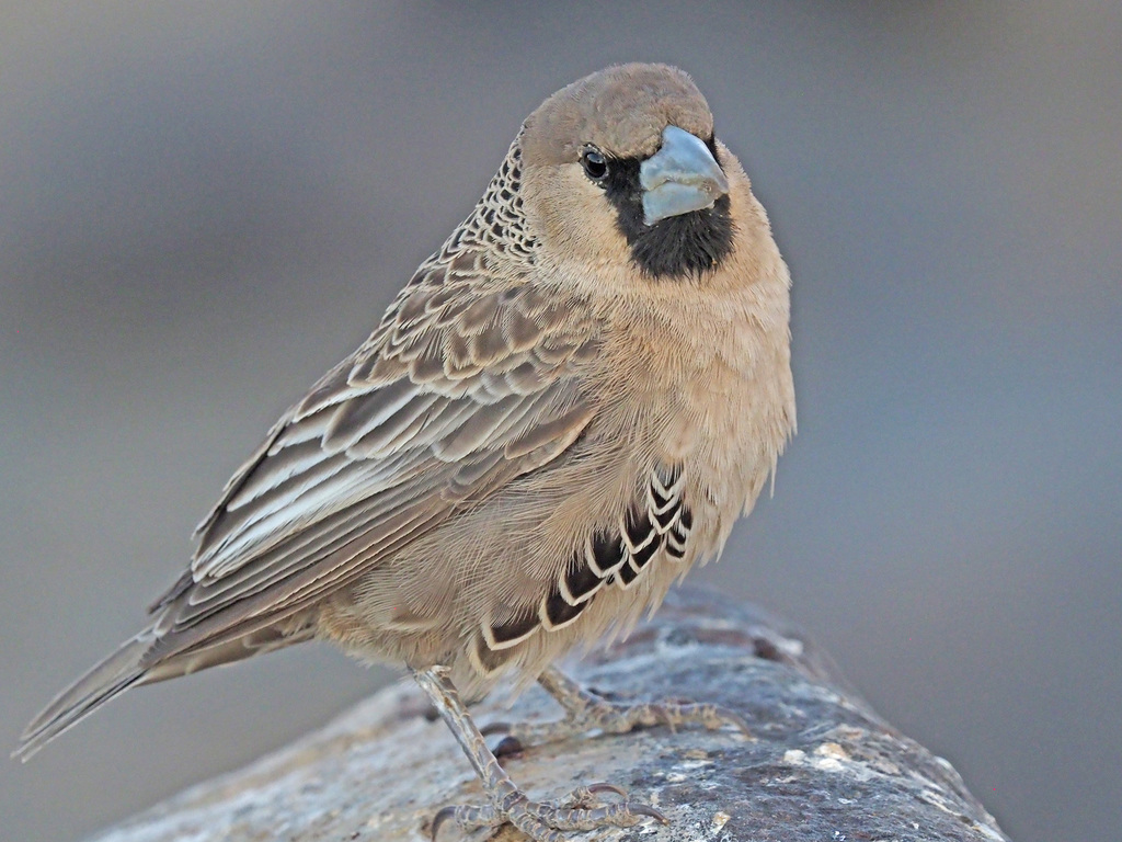 Sociable Weaver photo