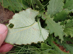 Berkheya speciosa
