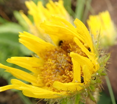 Berkheya speciosa