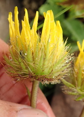 Berkheya speciosa