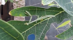 Stagmomantis carolina