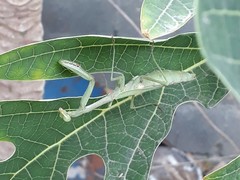 Stagmomantis carolina