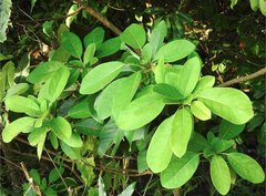 Daphniphyllum calycinum