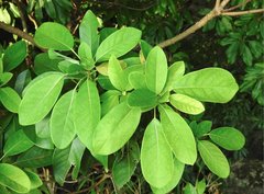 Daphniphyllum calycinum