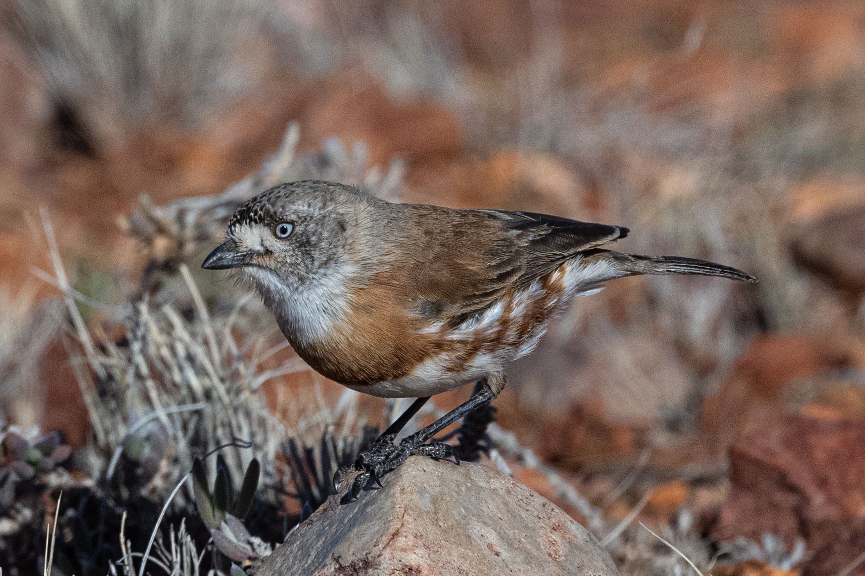 Chestnut-breasted Whiteface (Aphelocephala pectoralis), photo 2