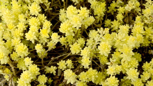 Sedum japonicum