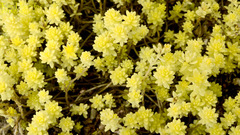 Crassulaceae