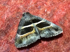 Grammodes congenita