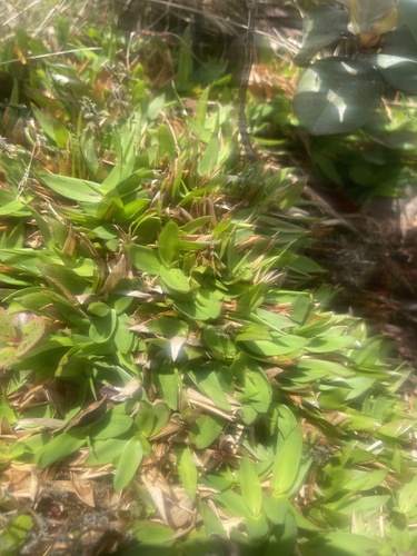 Dichanthelium cynodon observed 2025-08-26