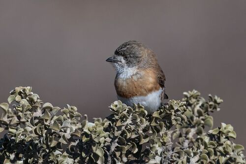 Chestnut-breasted Whiteface (Aphelocephala pectoralis), photo 3