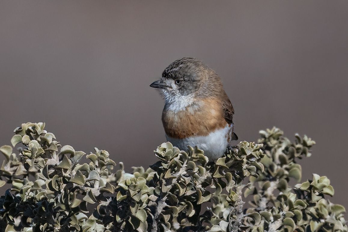 Chestnut-breasted Whiteface (Aphelocephala pectoralis), photo 3