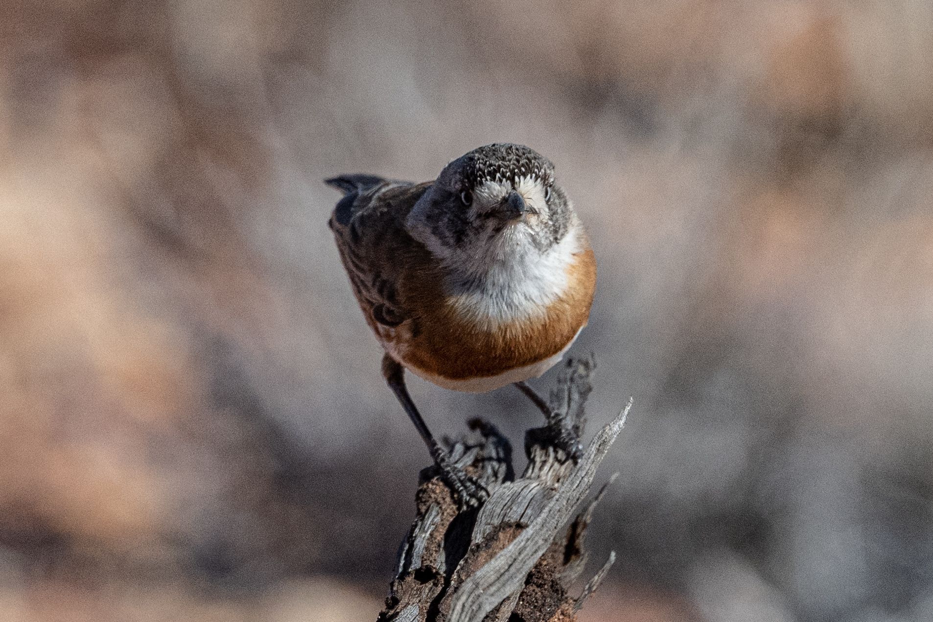 Chestnut-breasted Whiteface (Aphelocephala pectoralis), photo 5