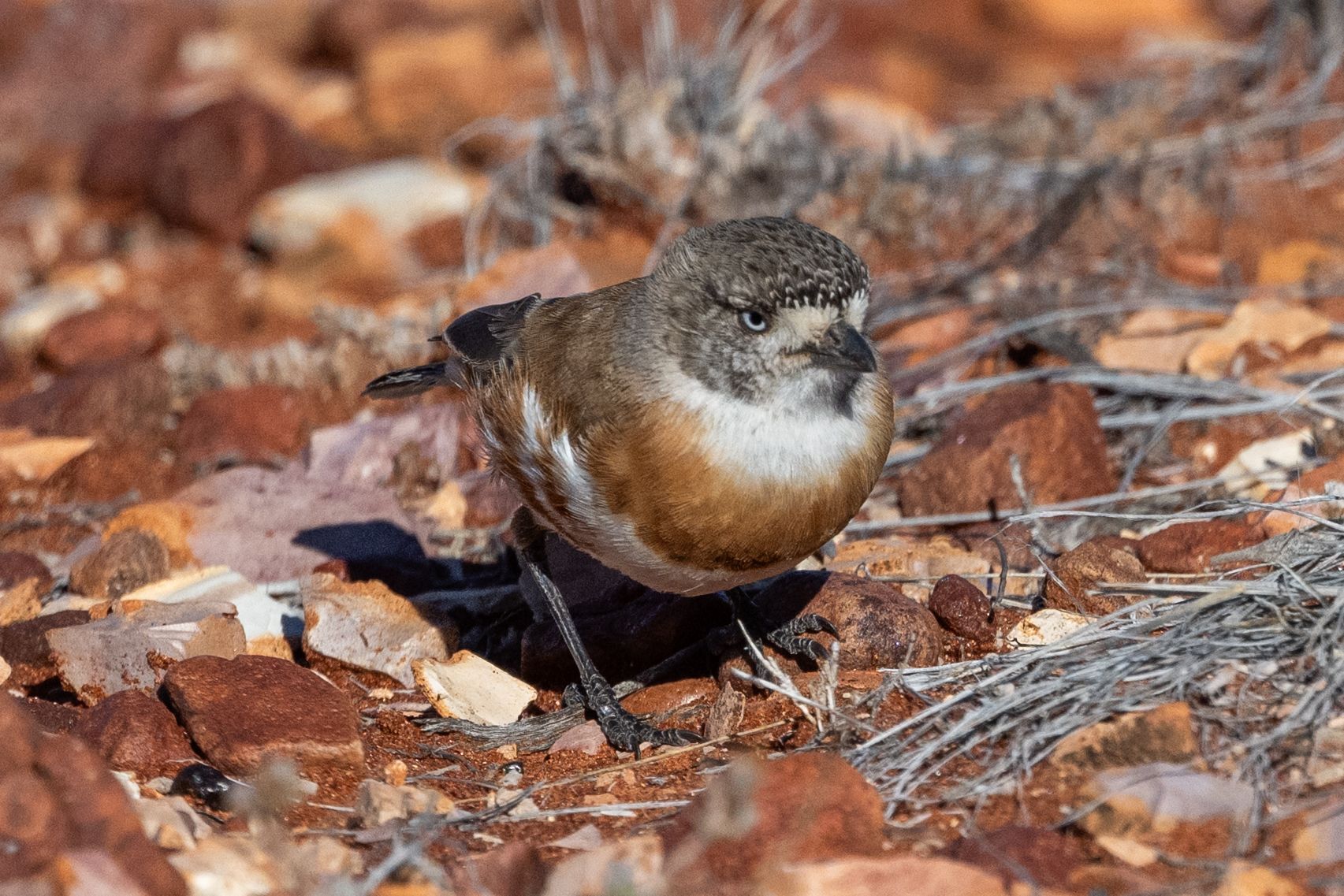 Chestnut-breasted Whiteface (Aphelocephala pectoralis), photo 4