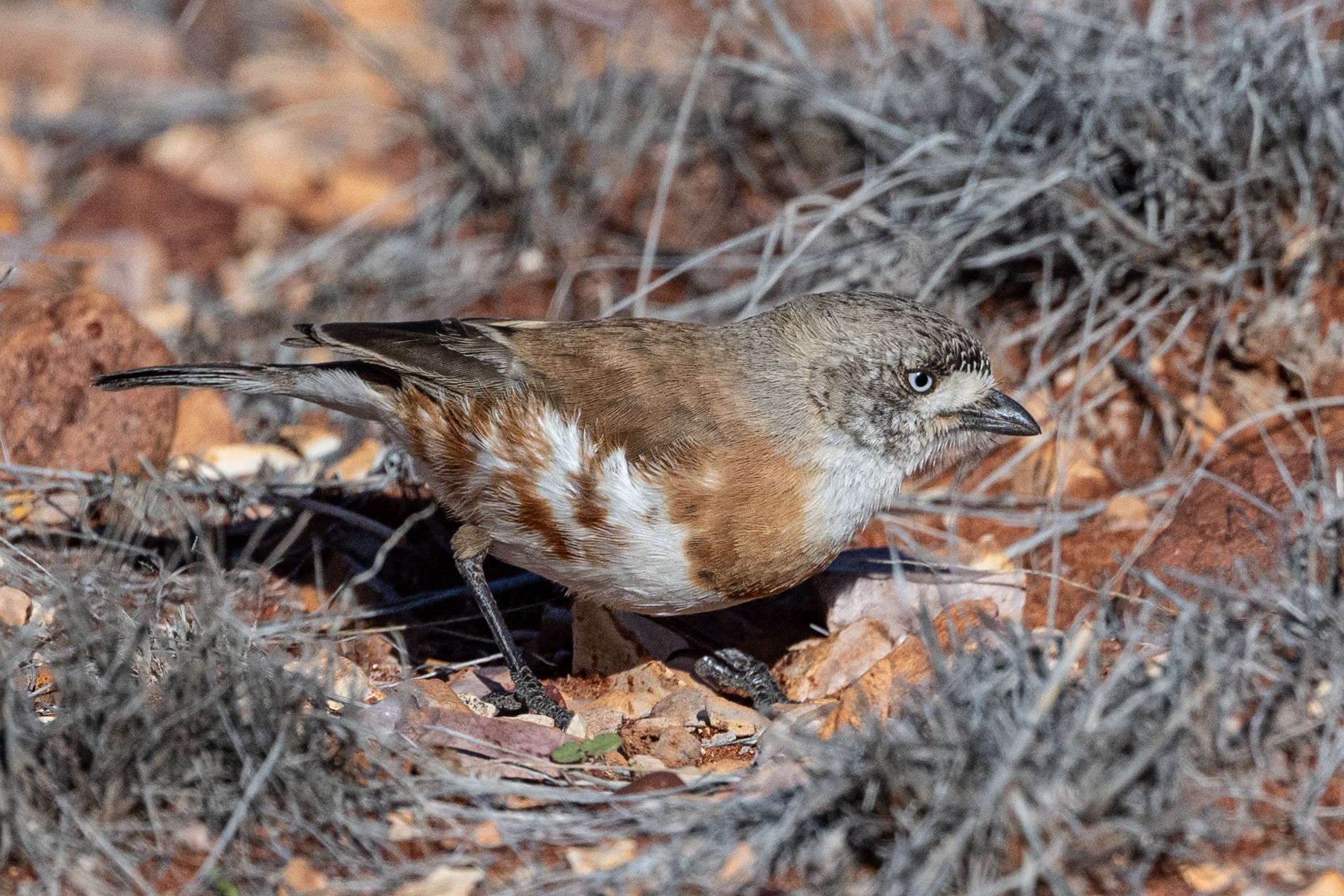 Chestnut-breasted Whiteface (Aphelocephala pectoralis), photo 6