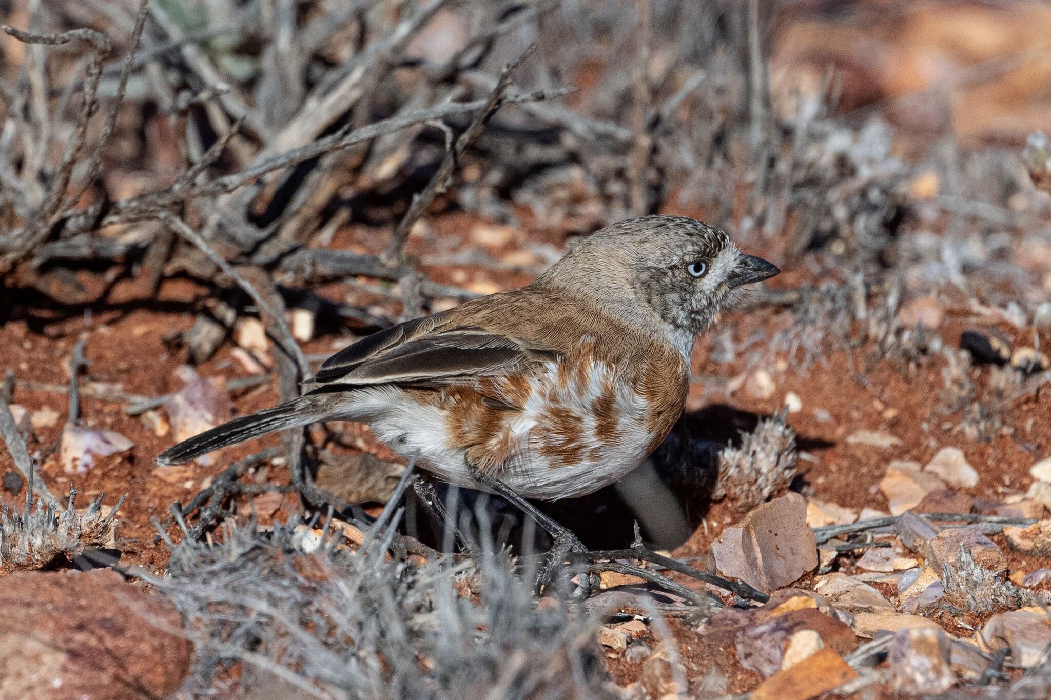 Chestnut-breasted Whiteface (Aphelocephala pectoralis), photo 7