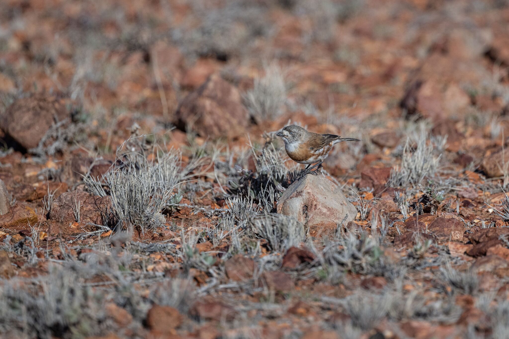 Chestnut-breasted Whiteface (Aphelocephala pectoralis), photo 8