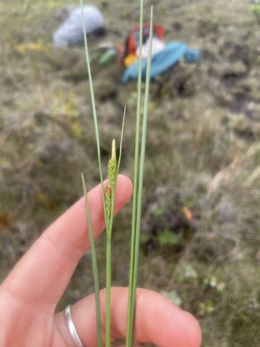 Carex montis-eeka observed 2025-08-26