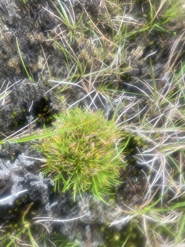 Oreobolus furcatus, 2025-08-27