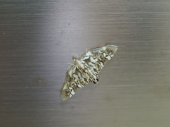 Chabula acamasalis