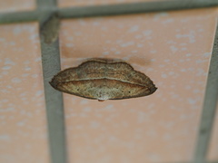 Nadagara vigaia