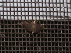 Cangetta hartoghialis