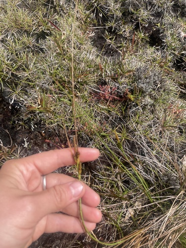 Carex montis-eeka observed 2025-08-27