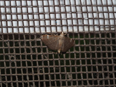 Cangetta hartoghialis