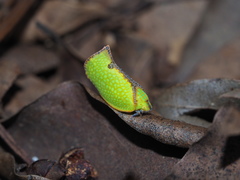Salurnis marginella