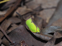 Salurnis marginella