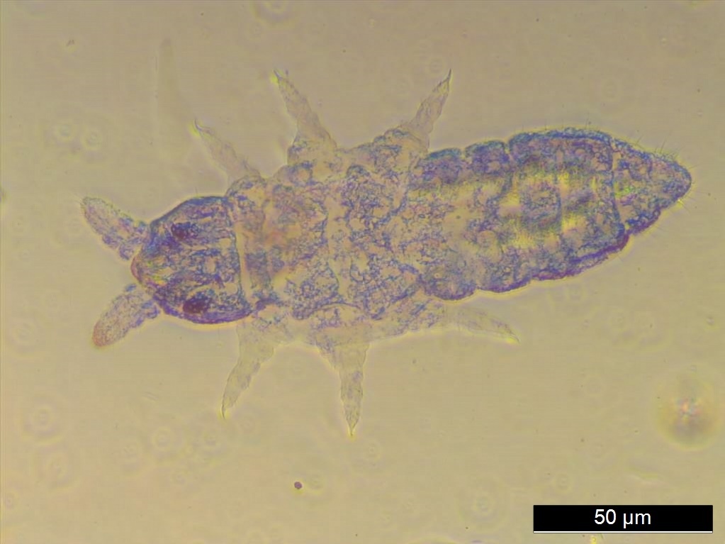 Friesea pentacantha