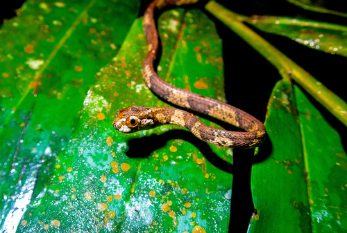 Photo of a Blunthead Slug Snake (Aplopeltura boa)