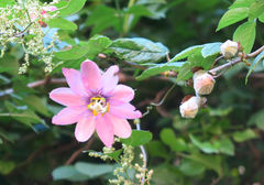 Passiflora pinnatistipula