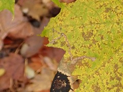 Stigmella aceris
