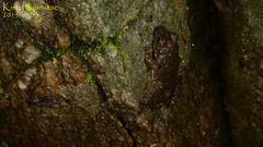 Glandirana emeljanovi