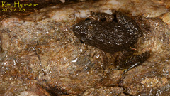 Glandirana emeljanovi
