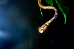 Aplopeltura boa