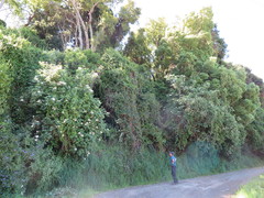 Passiflora pinnatistipula