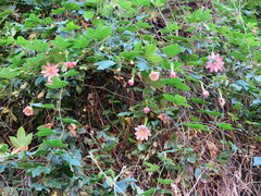 Passiflora pinnatistipula