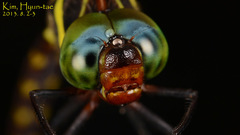Anisoptera