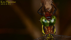Anisoptera