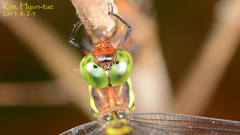Anisoptera
