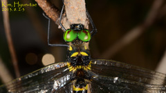 Anisoptera