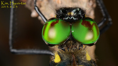 Anisoptera