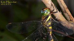 Anisoptera