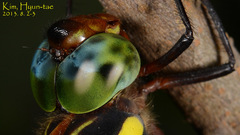 Anisoptera