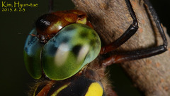 Anisoptera